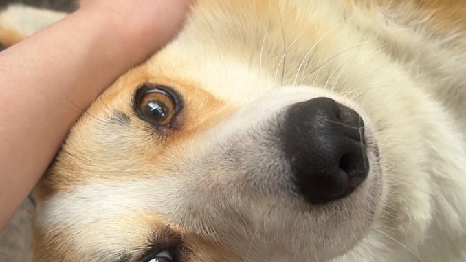 my dog